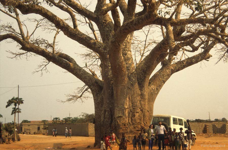 africa-bella-baobab-angola.jpg