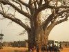 africa-bella-baobab-angola.jpg